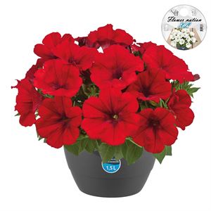 Bild von HP27 Petunia Red fire